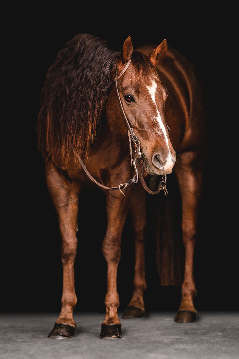 black-background-equine